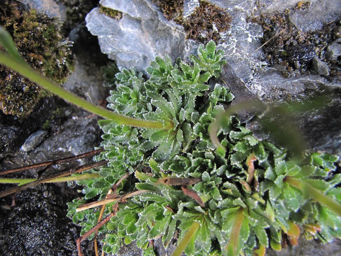 Saxifraga paniculata